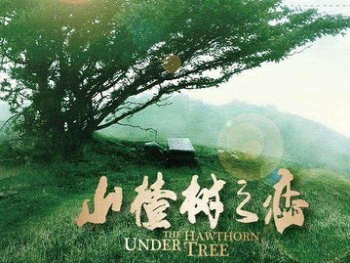 艾米山楂樹之戀主要內(nèi)容