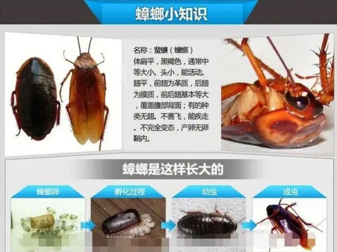 蟑螂怎么消滅最干凈徹底的方法